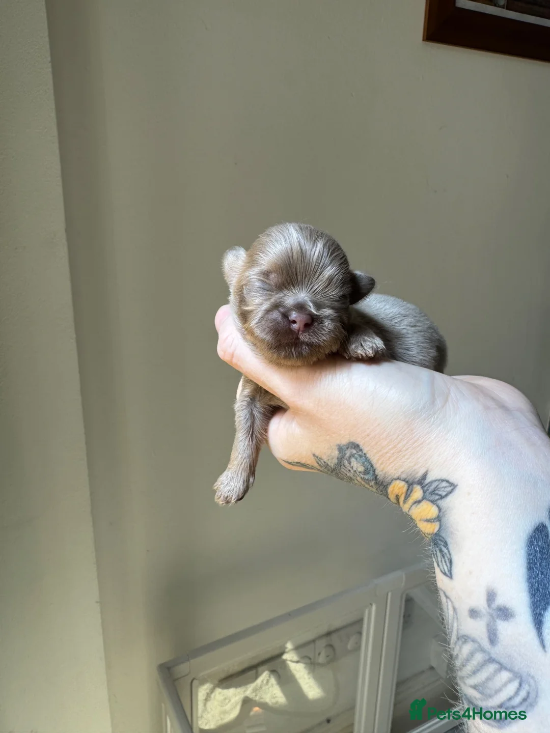 Shih Tzu dogs for sale: Lavender Imperial Shih Tzu Boys  - Advert 8