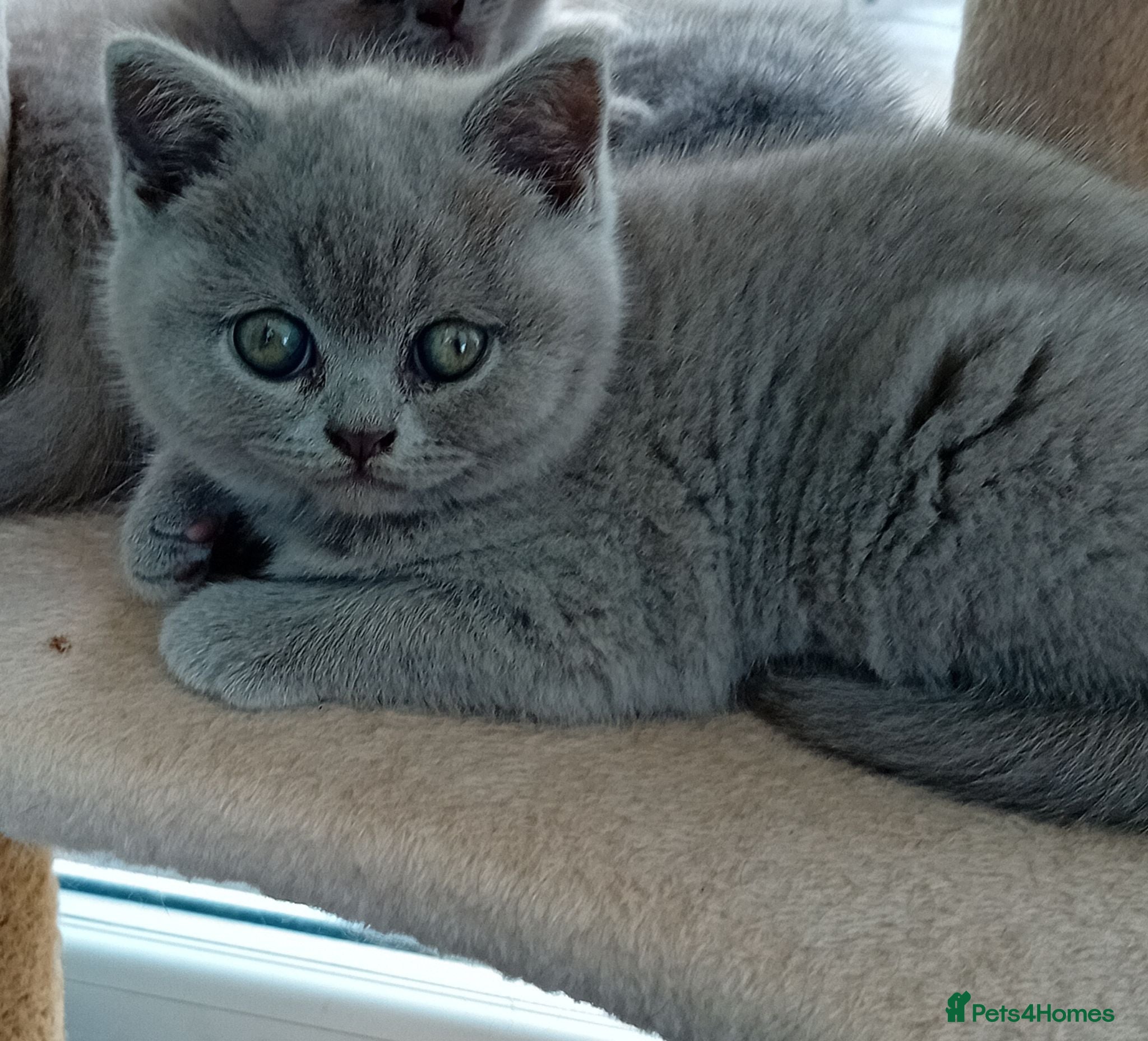 British Shorthair cats Gorgeous British short-hair kittens  - Advert 1