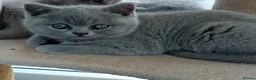 British Shorthair cats for sale: Gorgeous British short-hair kittens  - Advert 1