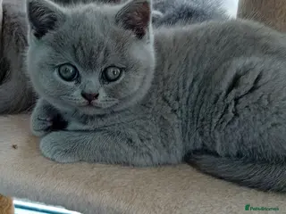 British Shorthair cats Gorgeous British short-hair kittens - Advert 1