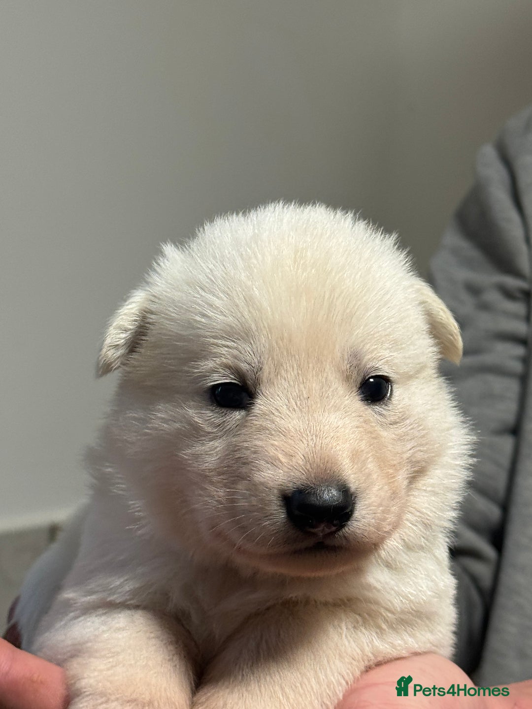 White Swiss Shepherd dogs for sale: WSS One boy and one girl available  - Advert 17