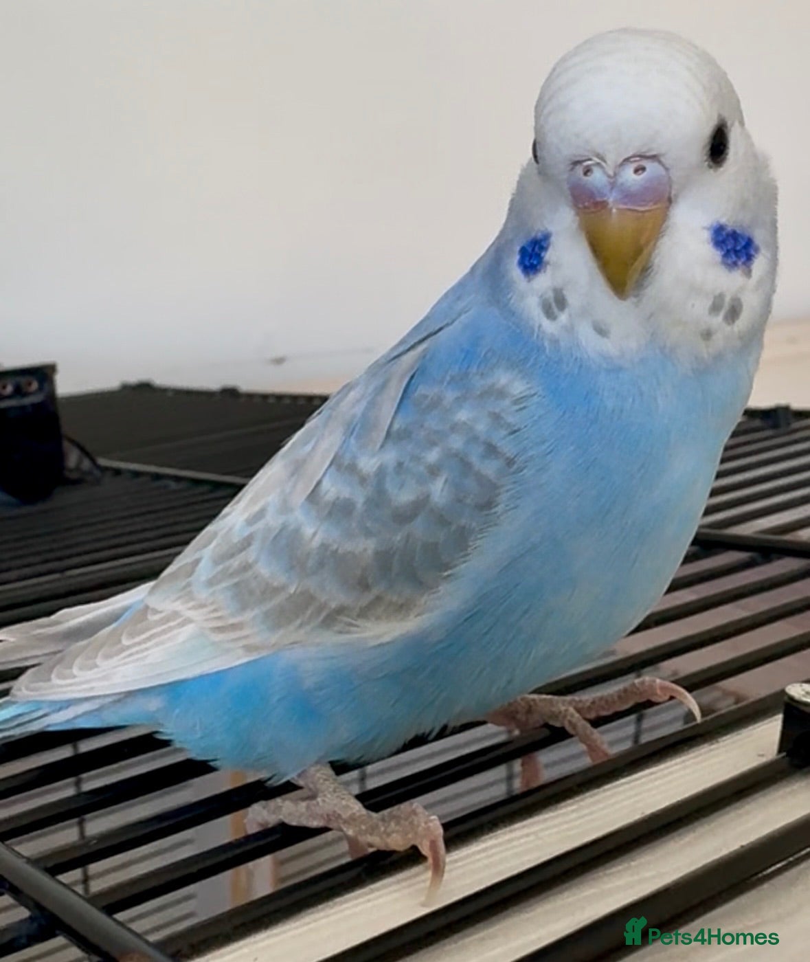 Budgerigars birds Beautiful baby budgie - Advert 3