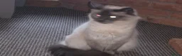 Ragdoll cats for sale: Mixed breed ragdolls.  - Advert 9