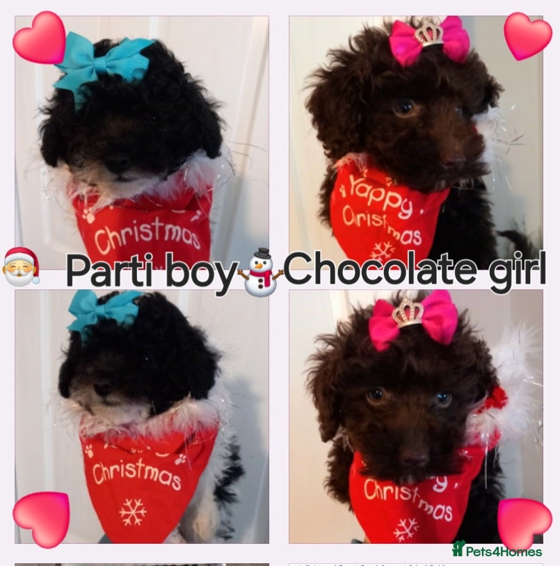 Toy Poodle dogs *FULL PEDIGREE TINY TOY POODLES*READY 21st DEC* - Advert 18