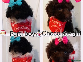 Toy Poodle dogs *FULL PEDIGREE TINY TOY POODLES*READY 21st DEC* - Advert 1