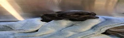 Cocker Spaniel dogs for sale: Home raised puppies - Advert 8