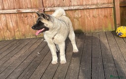Akita dogs for sale: AMERICAN AKITA FEMALE FOR SALE - Advert 3