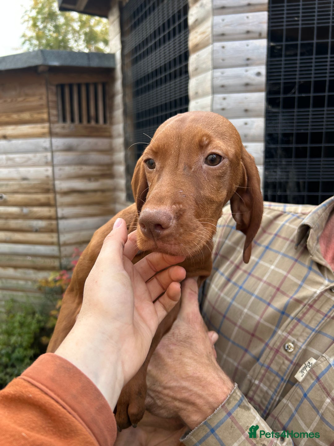 Hungarian Vizsla dogs for sale: Hungarian Vizsla puppies - Image 5