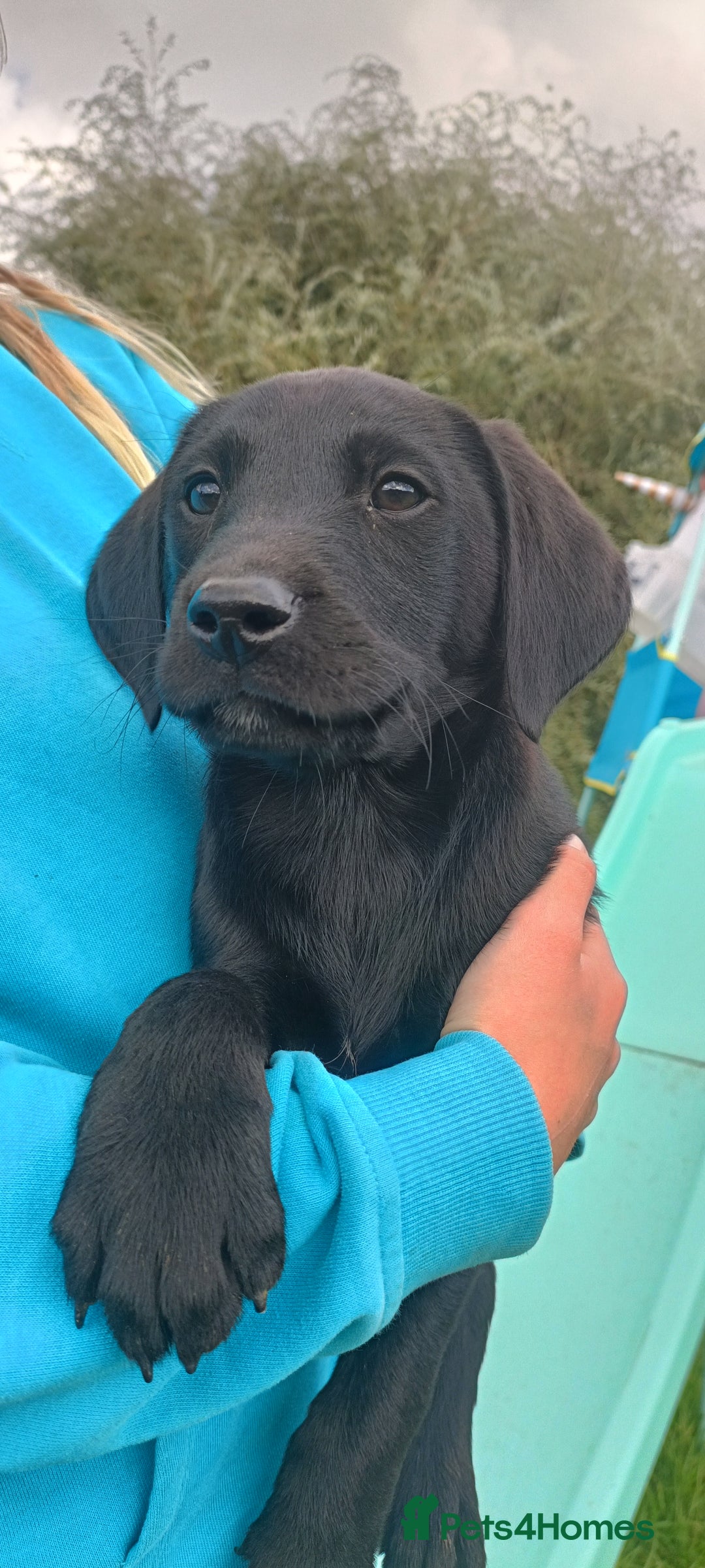Labrador Retriever dogs for sale: Labrador pups 2 boys 1 girl - Image 4