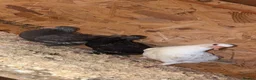 Pigeons birds for sale: Pure white doves & fantail  - Advert 1