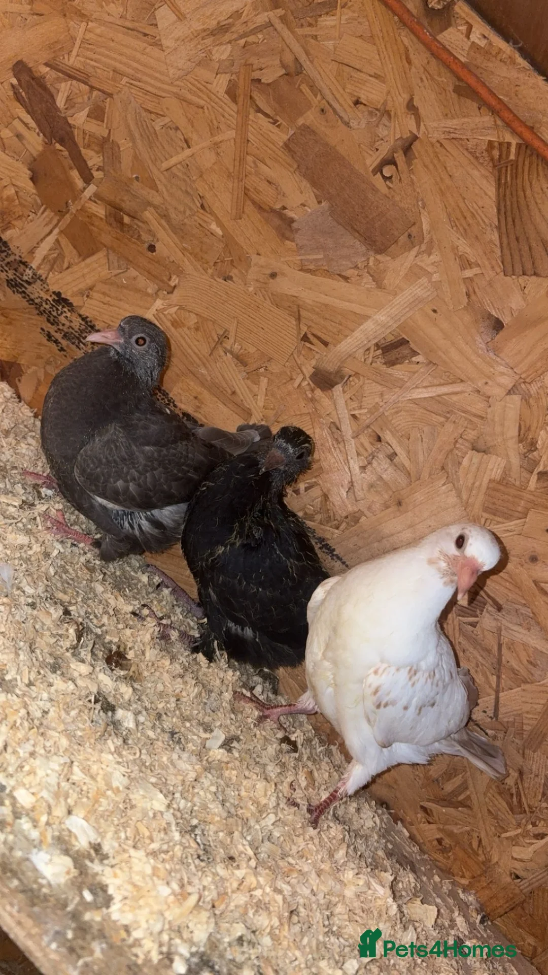Pigeons birds for sale: Pure white doves & fantail  - Advert 1