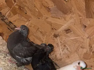 Pigeons birds Pure white doves & fantail - Advert 1