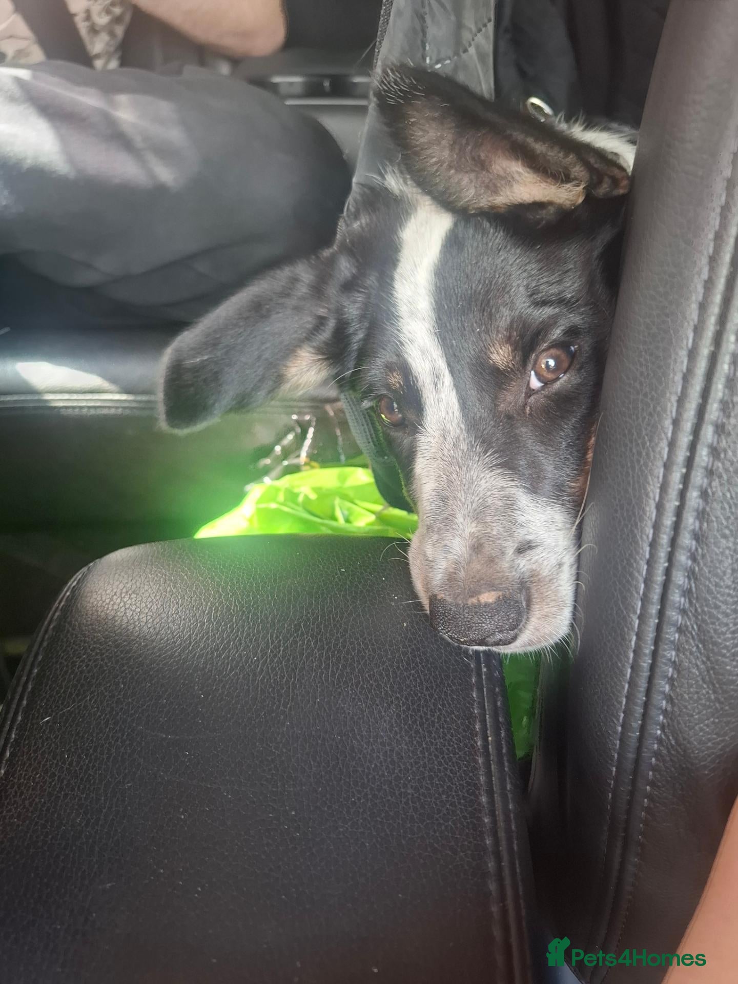 Border Collie dogs 4 month old border collie girl - Advert 2