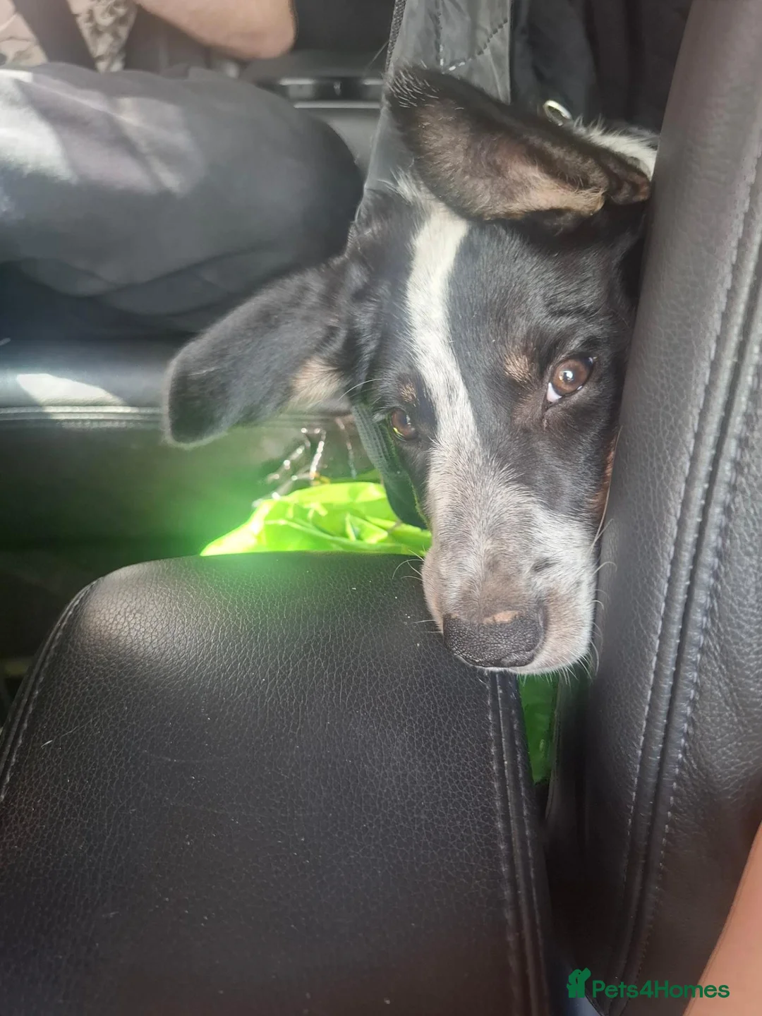Border Collie dogs for sale: 4 month old border collie girl - Advert 2