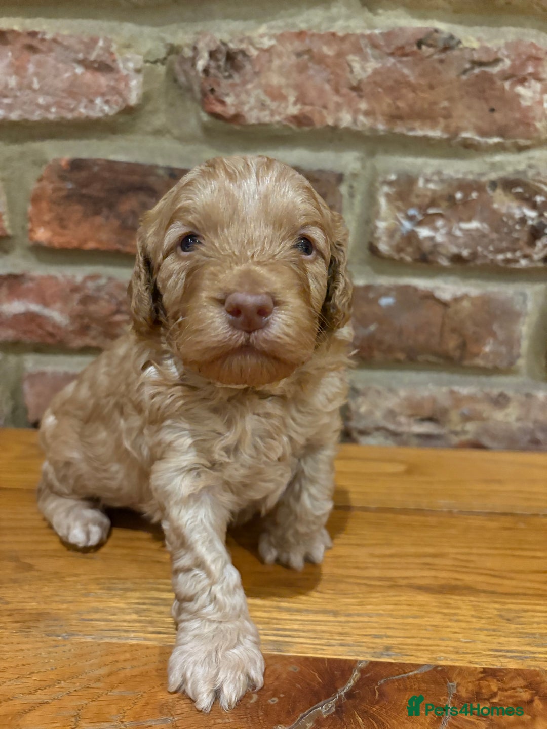Cockapoo dogs for sale: F1b cockapoo puppies - Advert 5