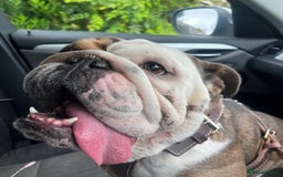 English Bulldog dogs for sale: 2 Year Old English Bulldog Ted - Image 4