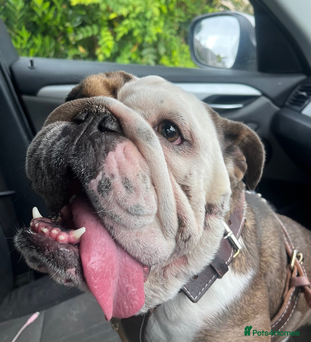 English Bulldog dogs for sale: 2 Year Old English Bulldog Ted - Image 4