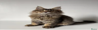 Brown Tabby Boy