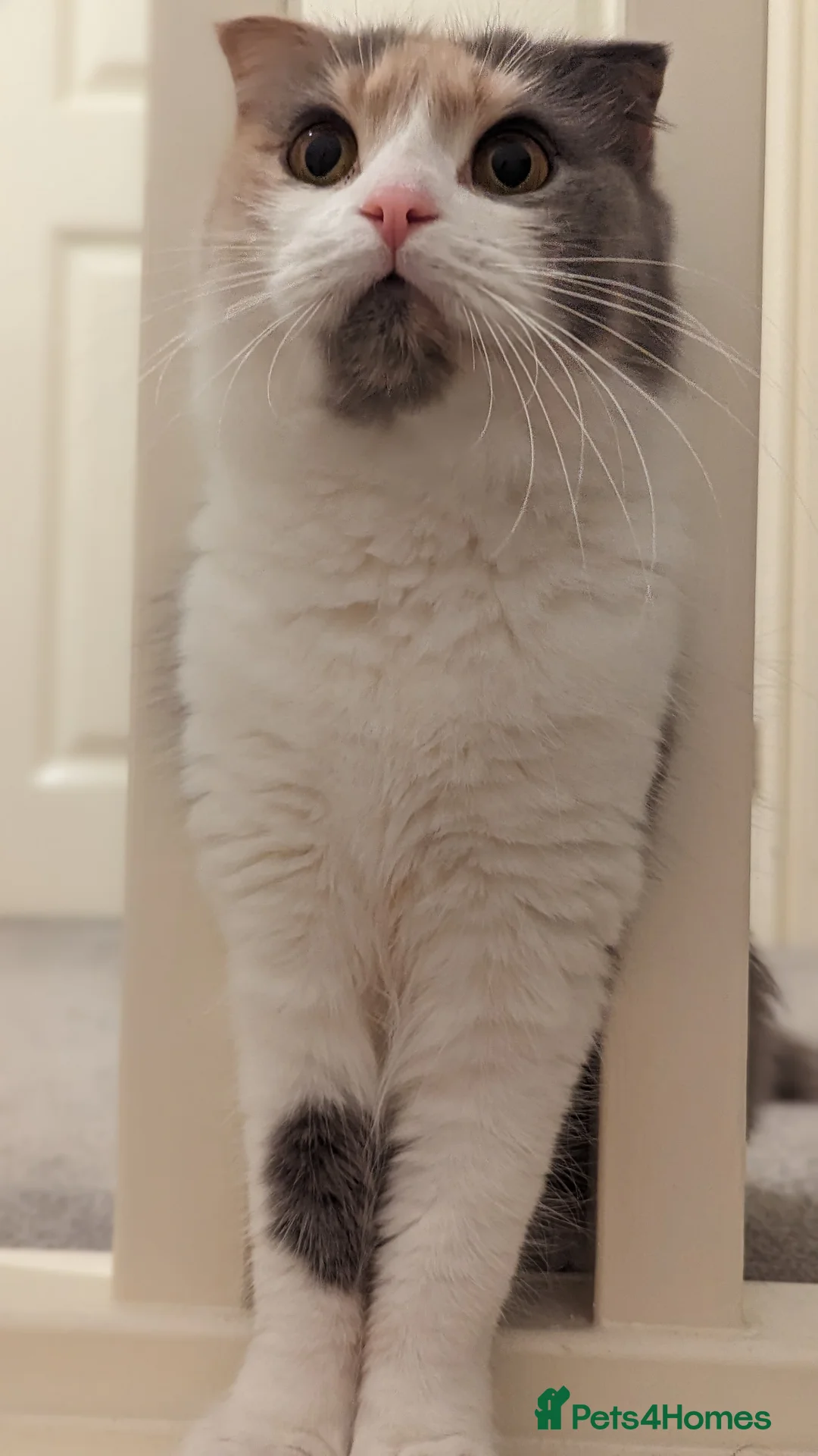 Scottish Fold cats for sale: Female longhair diluted calico Scottish fold  - Advert 3