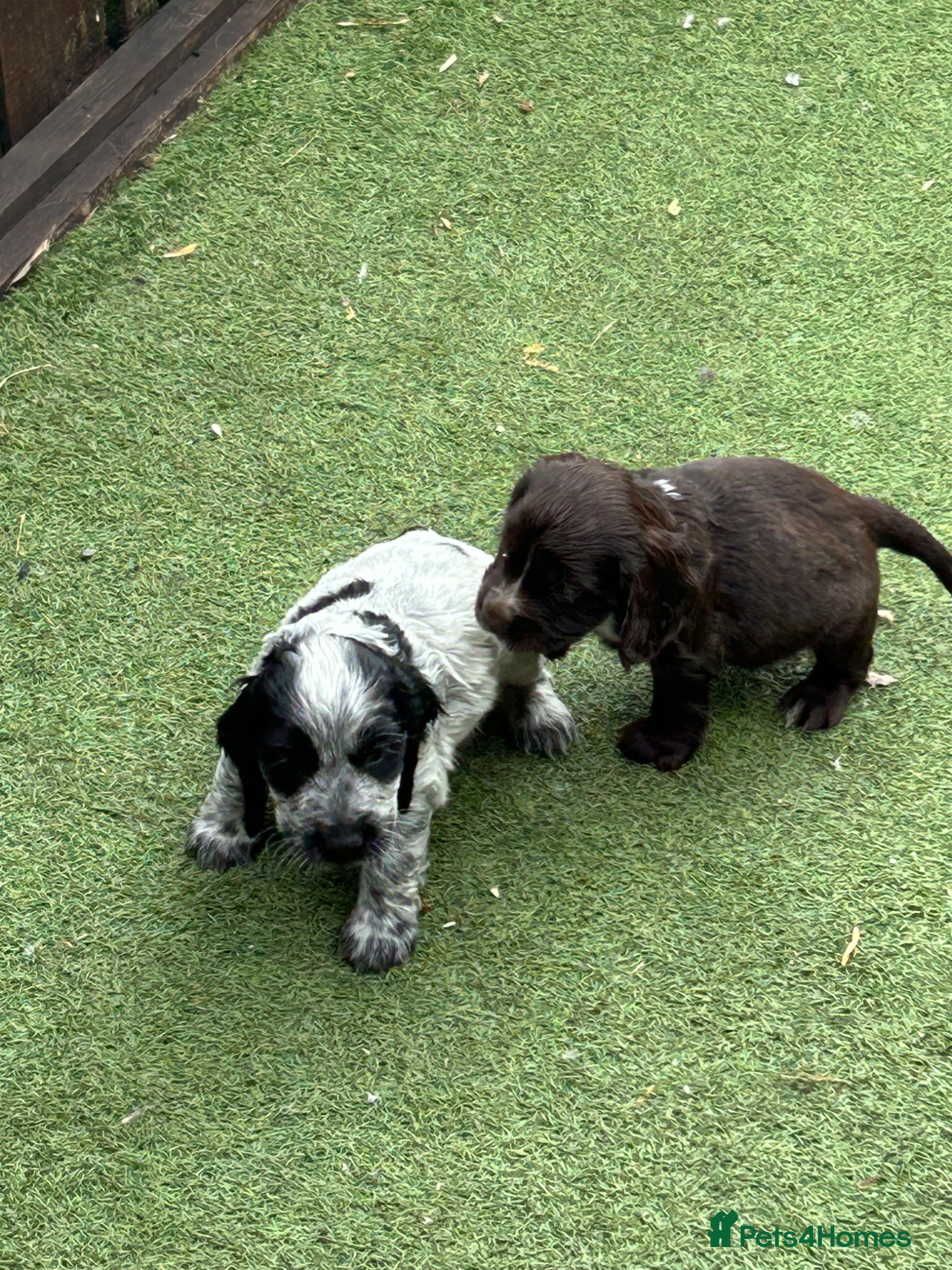 Cocker Spaniel dogs Kc reg show cockers  - Advert 15
