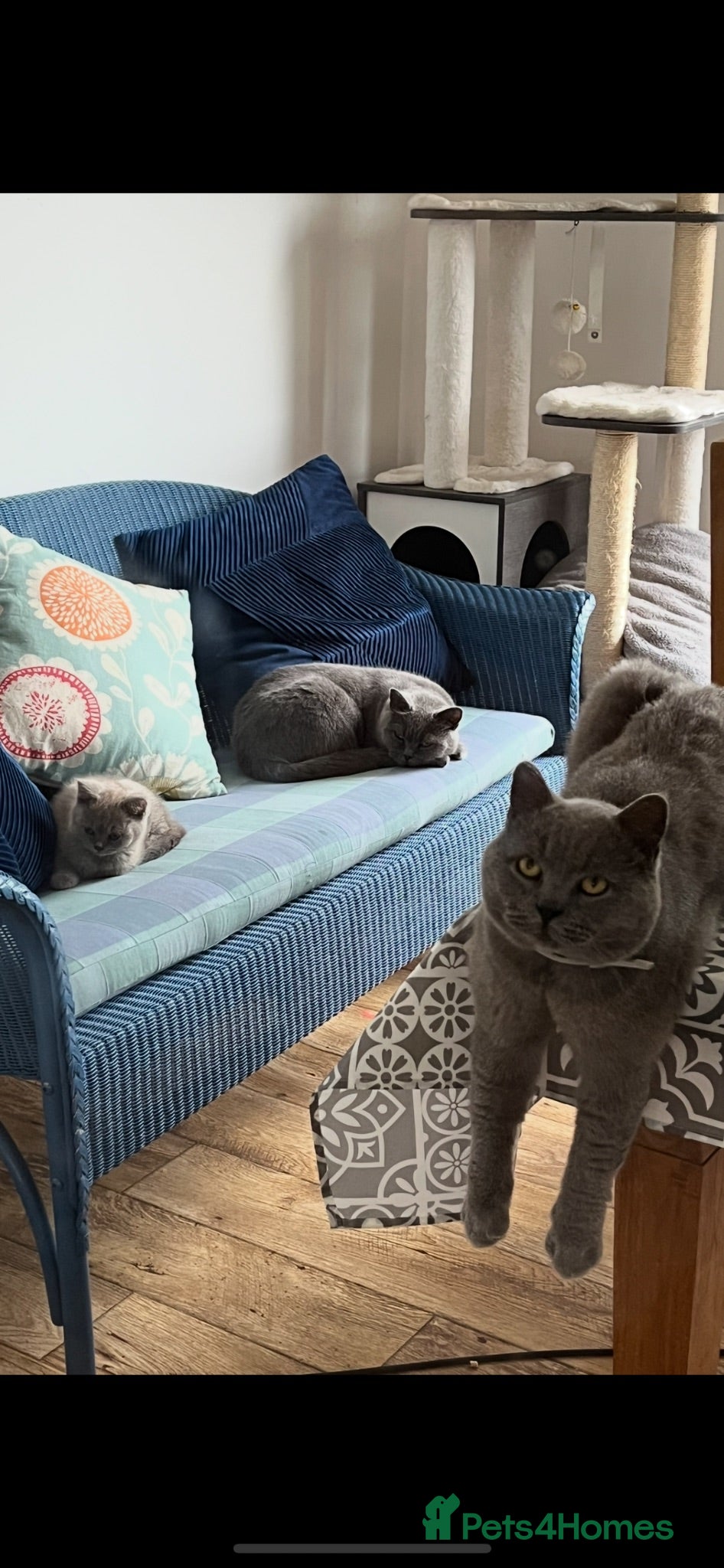 British Shorthair cats 2 boy kittens - Advert 1