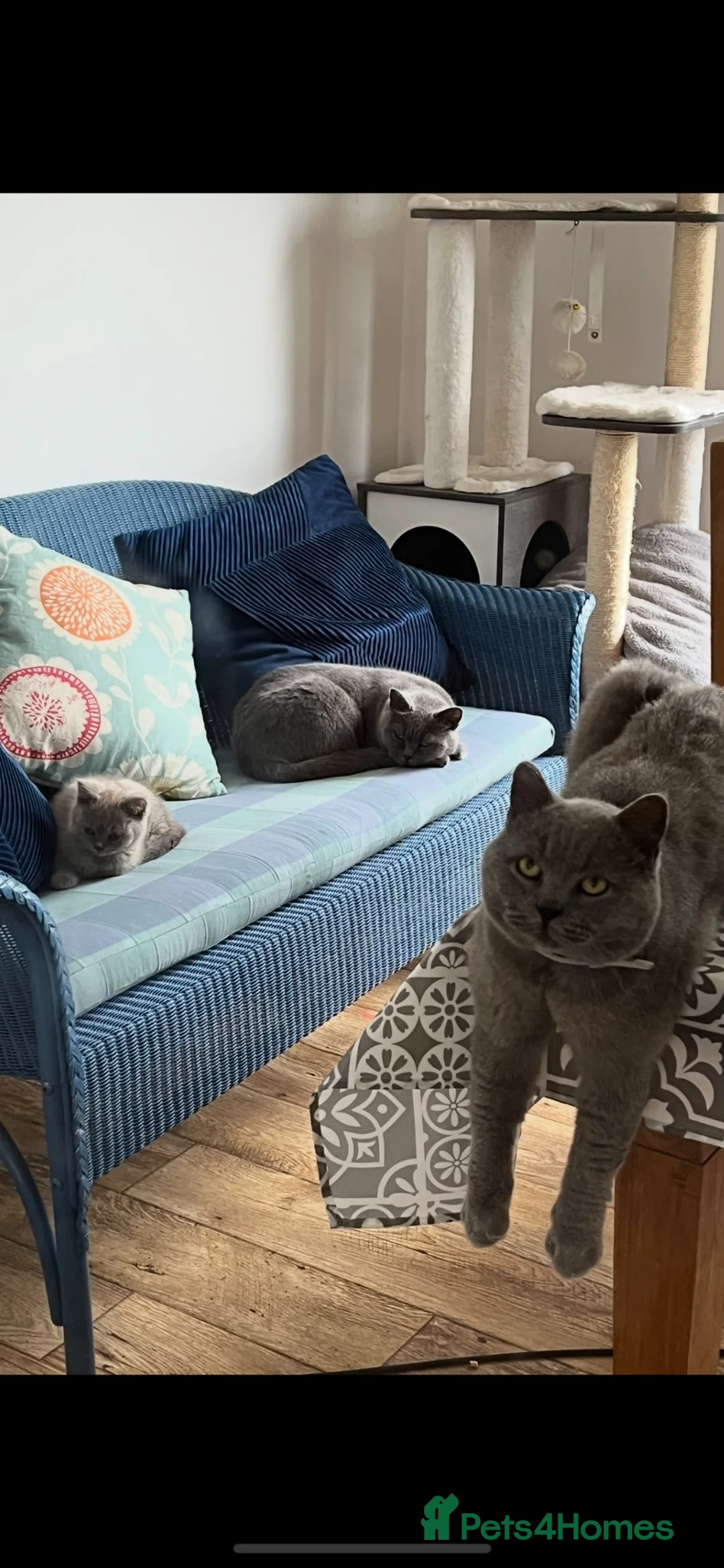 British Shorthair cats for sale: 2 boy kittens - Advert 1