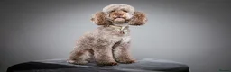 Cockapoo dogs for sale: Cockapoo puppies  - Advert 3