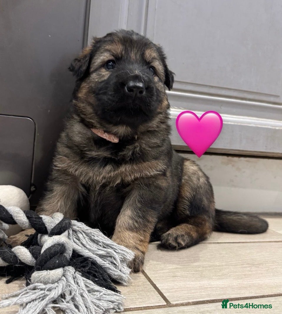 German Shepherd dogs ✨Extensively Health Tested KC Registered pups ✨ - Advert 11