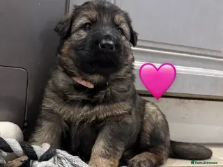 German Shepherd dogs ✨Extensively Health Tested KC Registered pups ✨ - Advert 11
