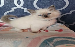 Ragdoll cats for sale: 🏆 CHAMPION FATHER 🏆GCCF REGISTERED KITTENS  - Image 16