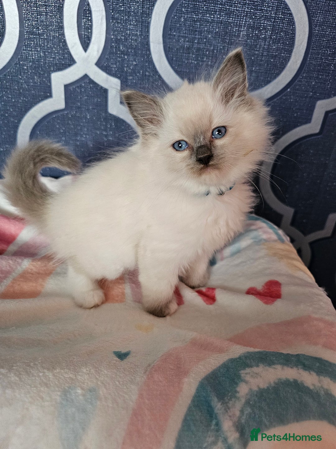 Ragdoll cats for sale: 🏆 CHAMPION FATHER 🏆GCCF REGISTERED KITTENS  - Image 16