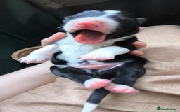 Border Collie dogs for sale: Border Collie Puppies - Image 15