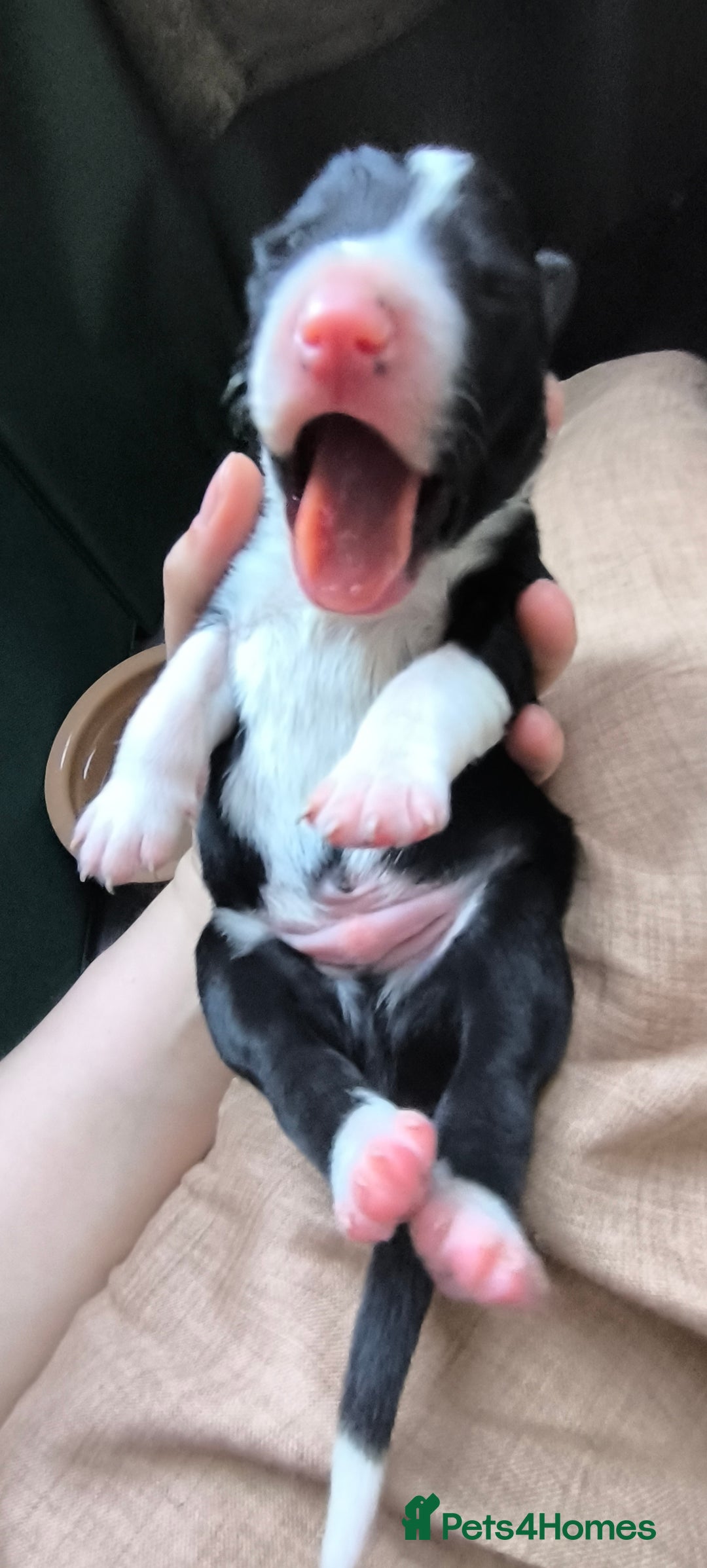 Border Collie dogs for sale: Border Collie Puppies - Image 15