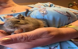 Degus rodents for sale: Two young blue degus looking for loving homes - Image 4