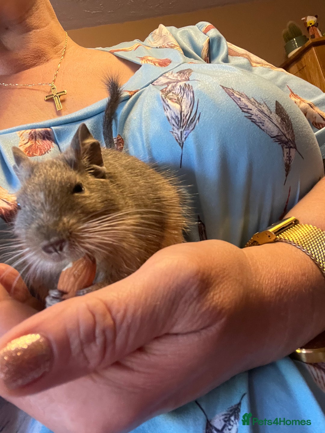 Degus rodents for sale: Two young blue degus looking for loving homes - Image 4