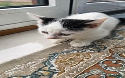 Persian cats for sale: Very beatifull mix breed/Persian kittens  - Image 8