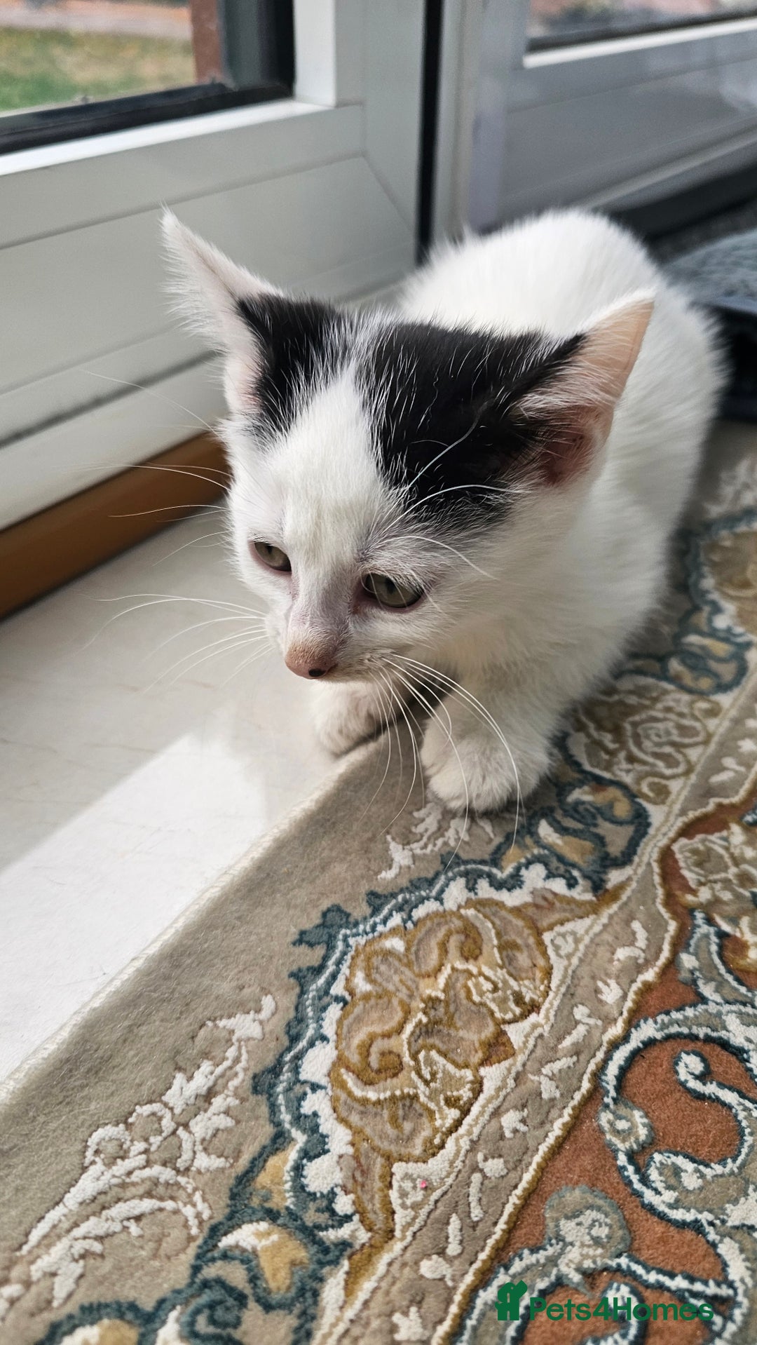 Persian cats for sale: Very beatifull mix breed/Persian kittens  - Image 8