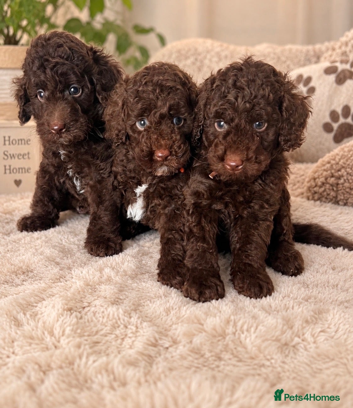 Miniature Poodle dogs 🤎 BEAUTIFUL CHOCOLATE MINIATURE POODLE BOYS 🤎 - Advert 1