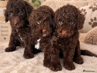 Miniature Poodle dogs 🤎 BEAUTIFUL CHOCOLATE MINIATURE POODLE BOYS 🤎 - Advert 1