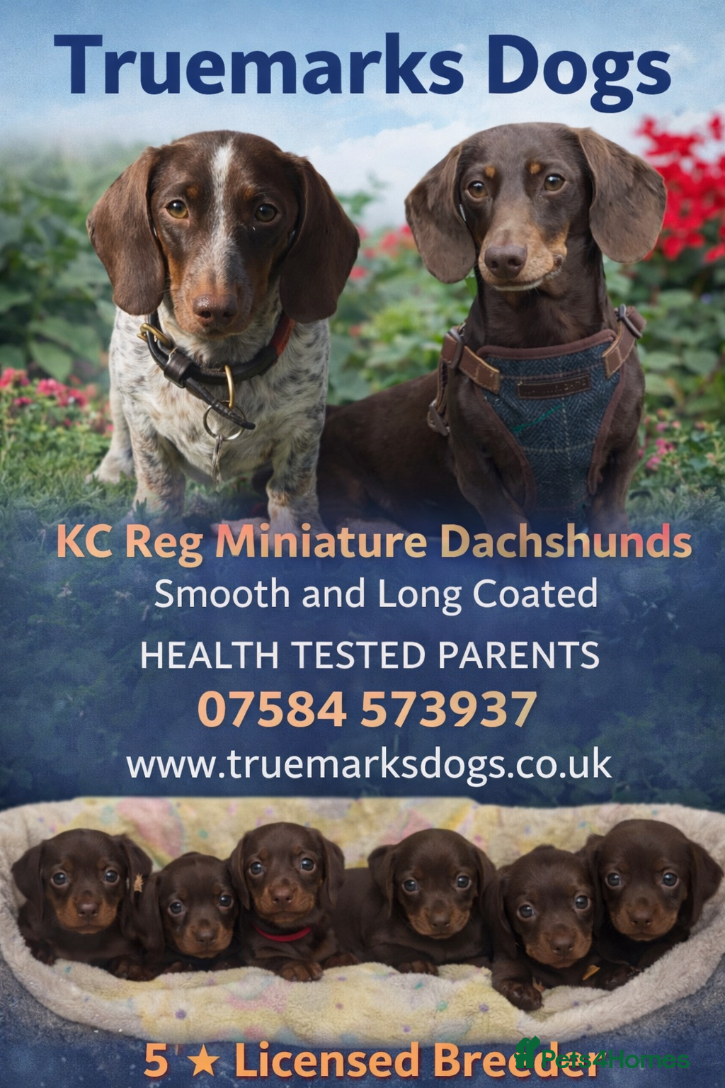 Miniature Dachshund dogs Kc smooth and long coated minature dachshund  - Advert 1
