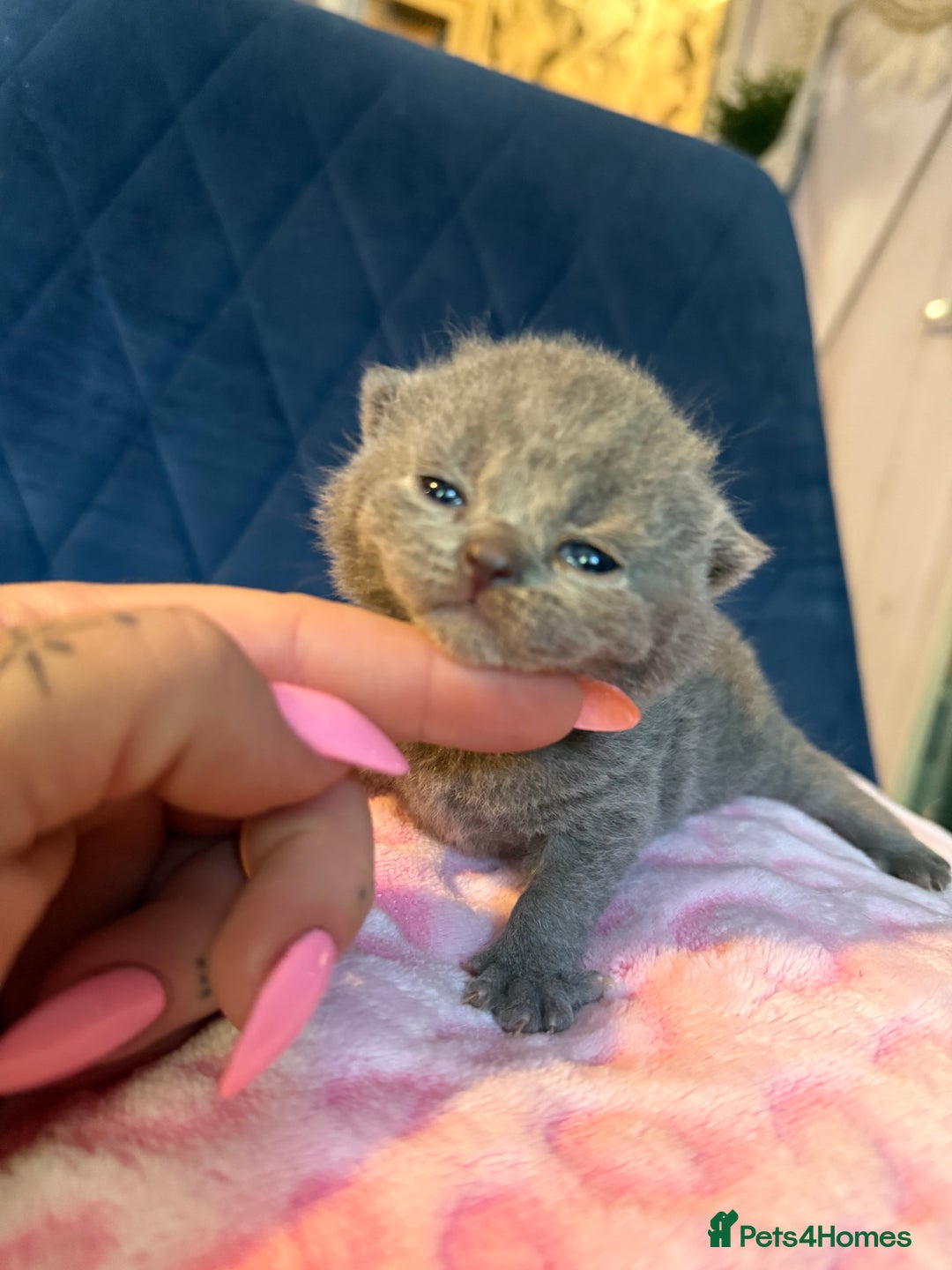 British Shorthair cats for sale: Pure British Shorthair Champion line 🥇🏆😻  - Image 13