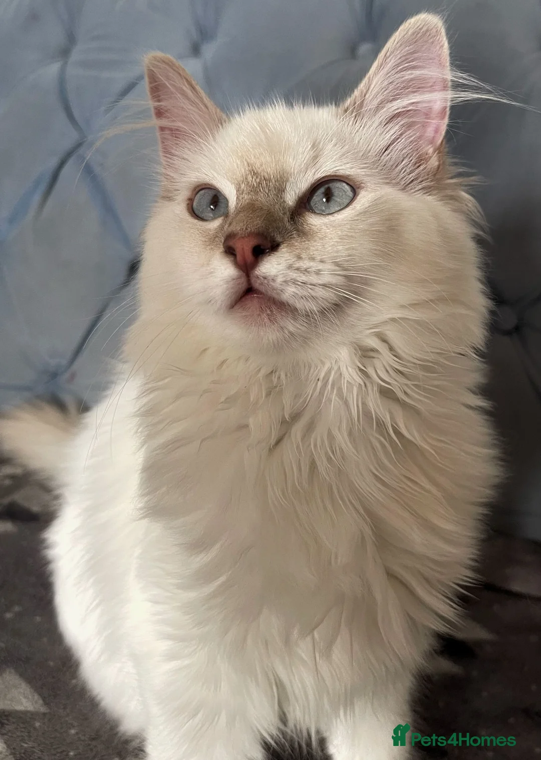 Ragdoll cats for sale: Registered Ragdoll Kittens - Advert 2