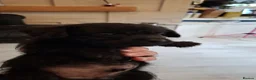 Mixed Breed dogs for sale: Beautiful healthy chiapoo's in Newcastle upon Tyne - Advert 10