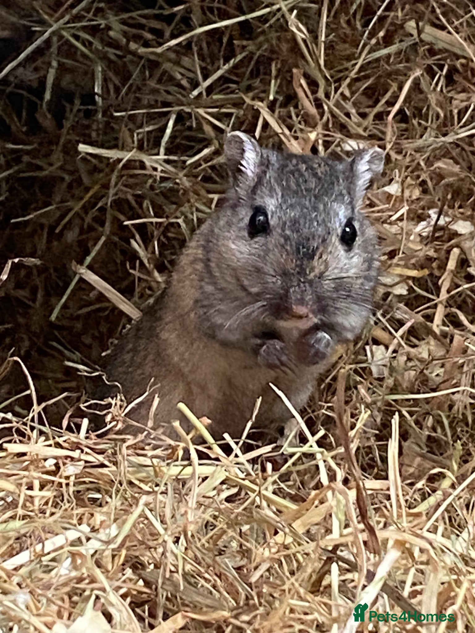 Gerbil rodents for sale: 2 female gerbils for sale  in Telford - Advert 11