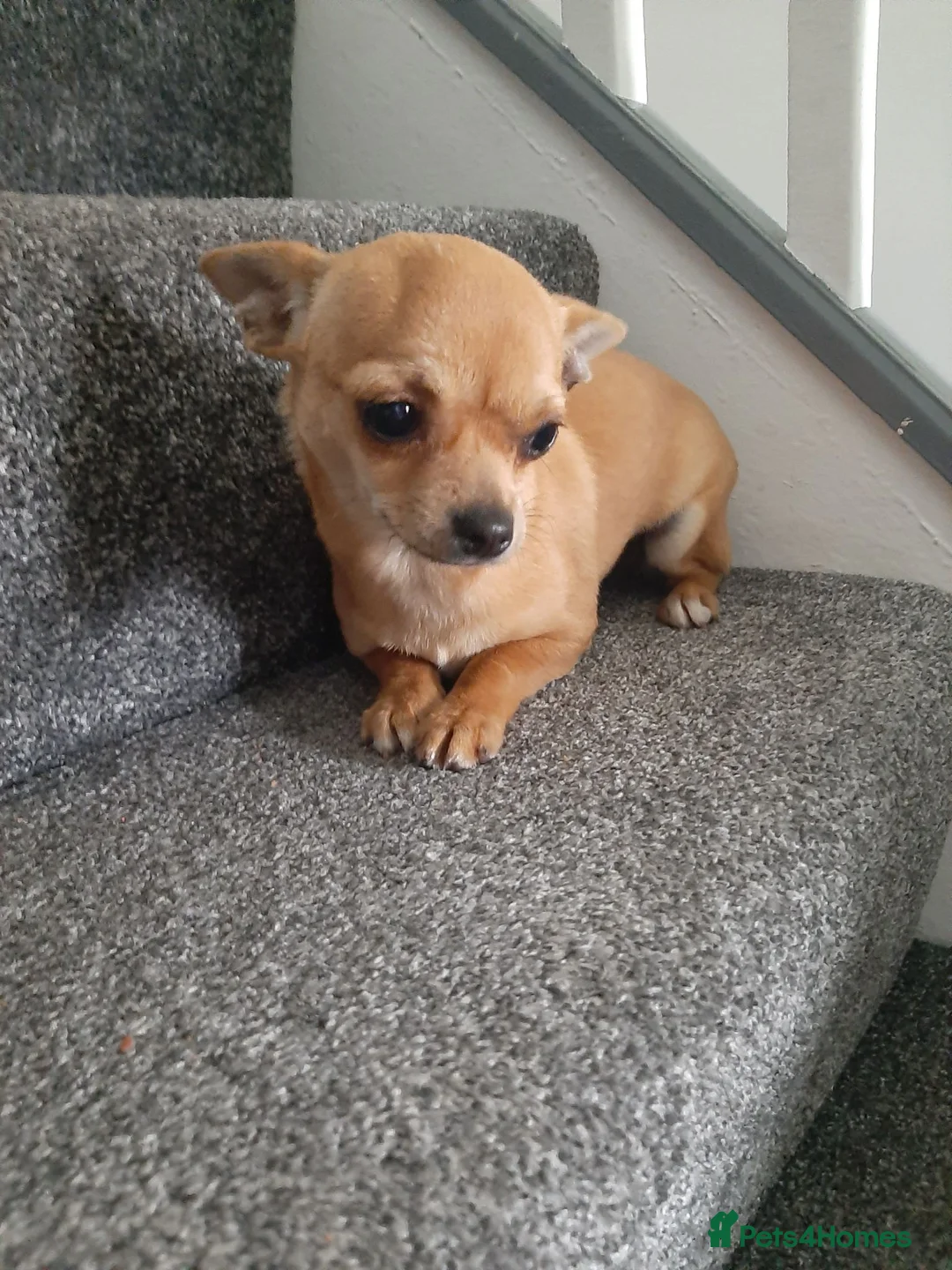 Chihuahua dogs for sale: AVAILABLE: PRICE LOWERED - Advert 2