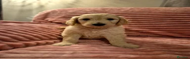 Goldendoodle Puppy 4
