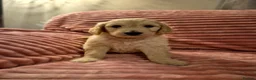 Goldendoodle dogs for sale: F1 standard goldendoodle  in Derby - Advert 2