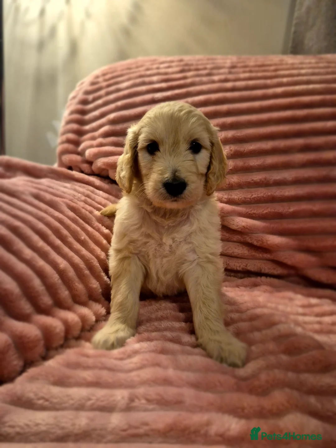 Goldendoodle dogs for sale: F1 standard goldendoodle  in Derby - Advert 2