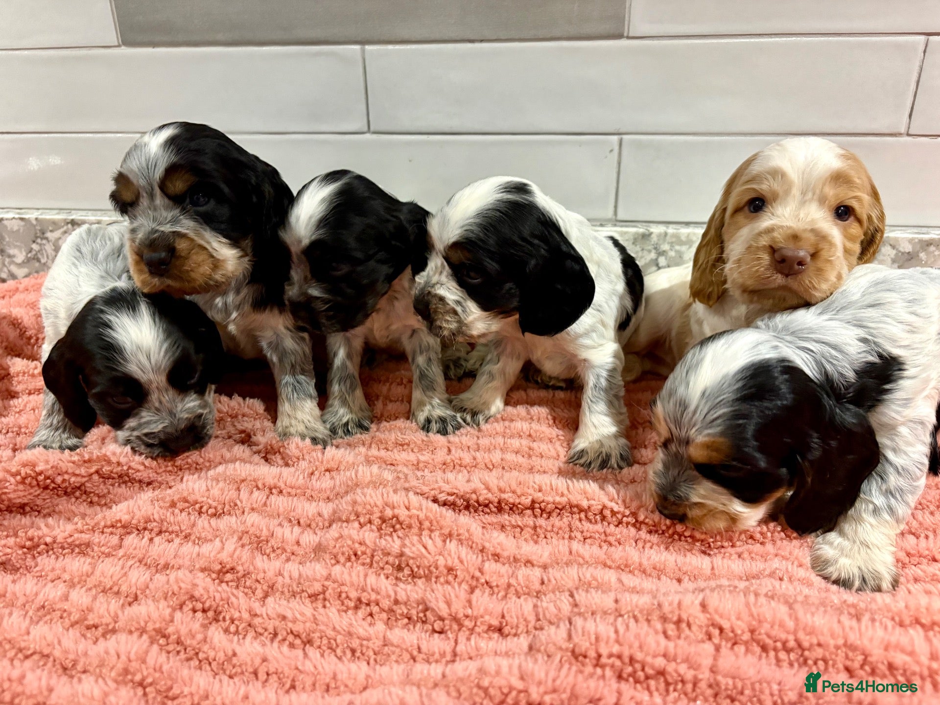 Cocker Spaniel dogs for sale: *KC REG show cocker spaniels  - Advert 2