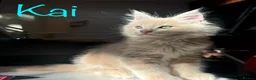 Maine Coon cats for sale: Beautiful Maine Coon Kittens-Ready Soon - Advert 7